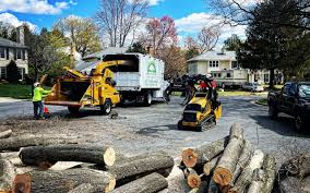 Pest Control for Lawns in Three Points, AZ