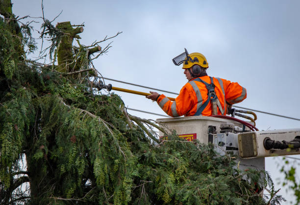 Best Commercial Tree Services  in Three Points, AZ