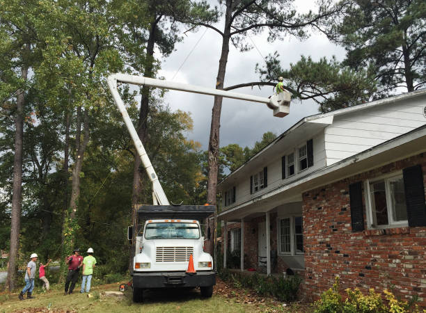 Best Tree Risk Assessment  in Three Points, AZ