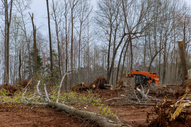 Best Tree Maintenance Programs  in Three Points, AZ
