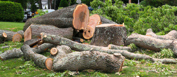 Best Tree Trimming and Pruning  in Three Points, AZ