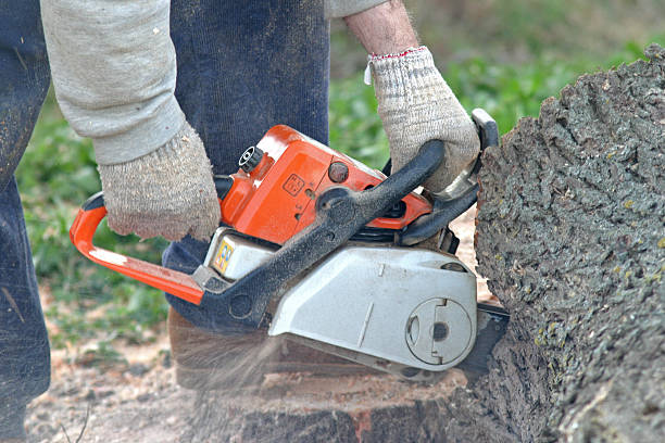 Best Hazardous Tree Removal  in Three Points, AZ