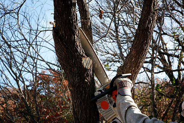 Best Tree and Shrub Care  in Three Points, AZ