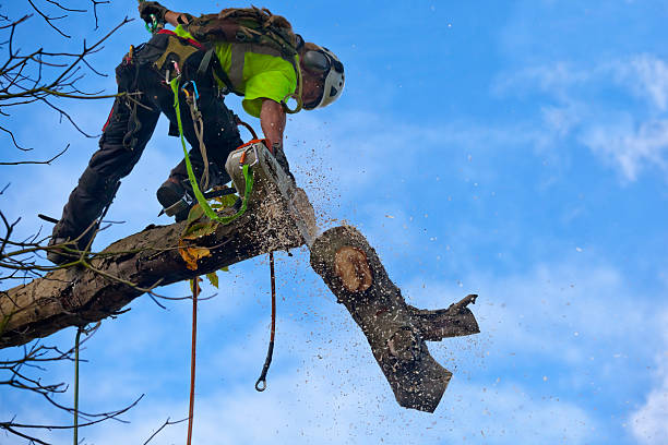 How Our Tree Care Process Works  in  Three Points, AZ