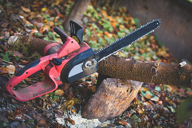 Tree and Shrub Care in Three Points, AZ